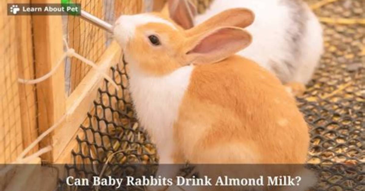 Can Rabbits Drink Milk?