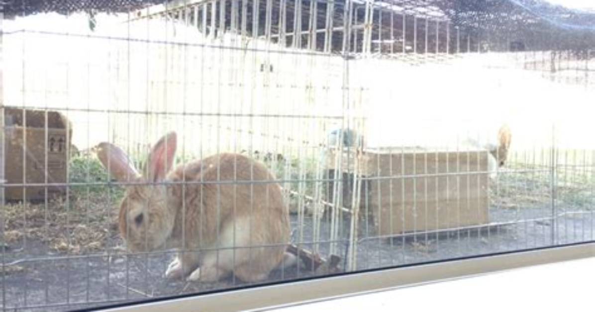 Can Rabbits React to Music?