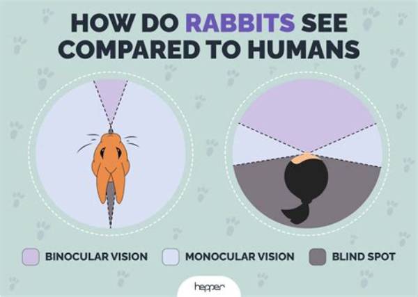 Can Rabbits See the Tv?