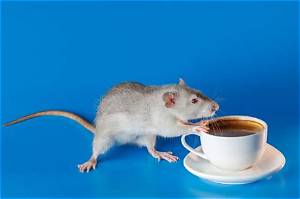 Can Rats Drink Coffee?