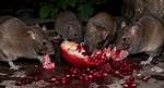Can Rats Have Pomegranate Seeds