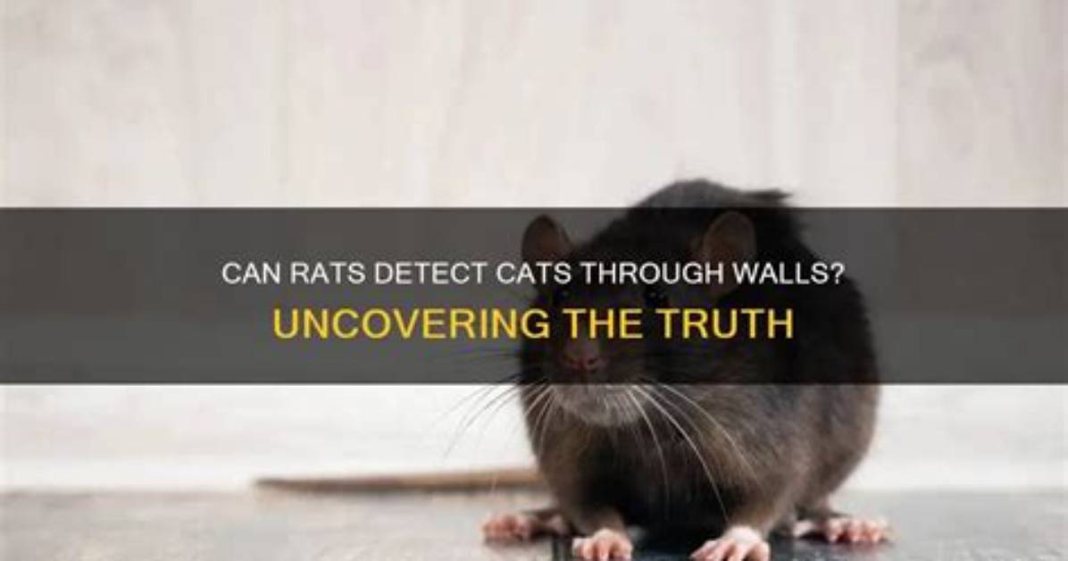 Can Rats Smell Food Through Walls?