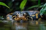 Can Reticulated Pythons Swim?
