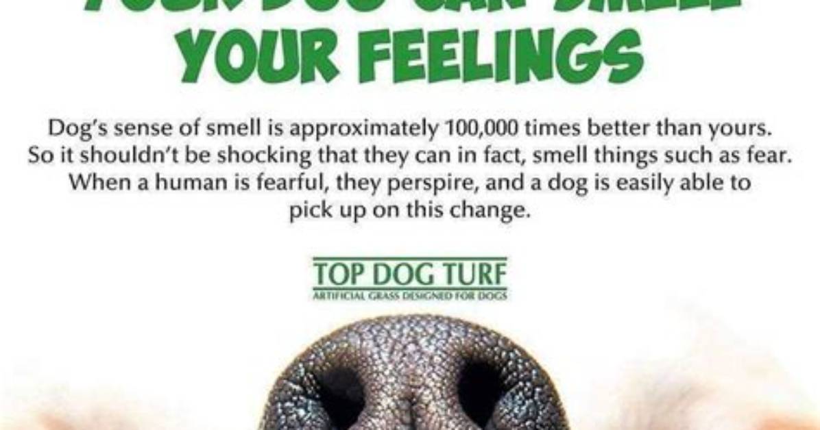 Can Rodians Smell?