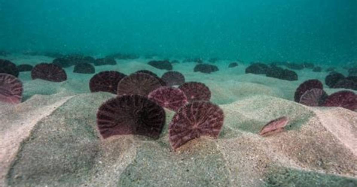 Can Sand Dollars Swim?