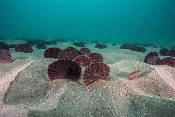 Can Sand Dollars Swim?