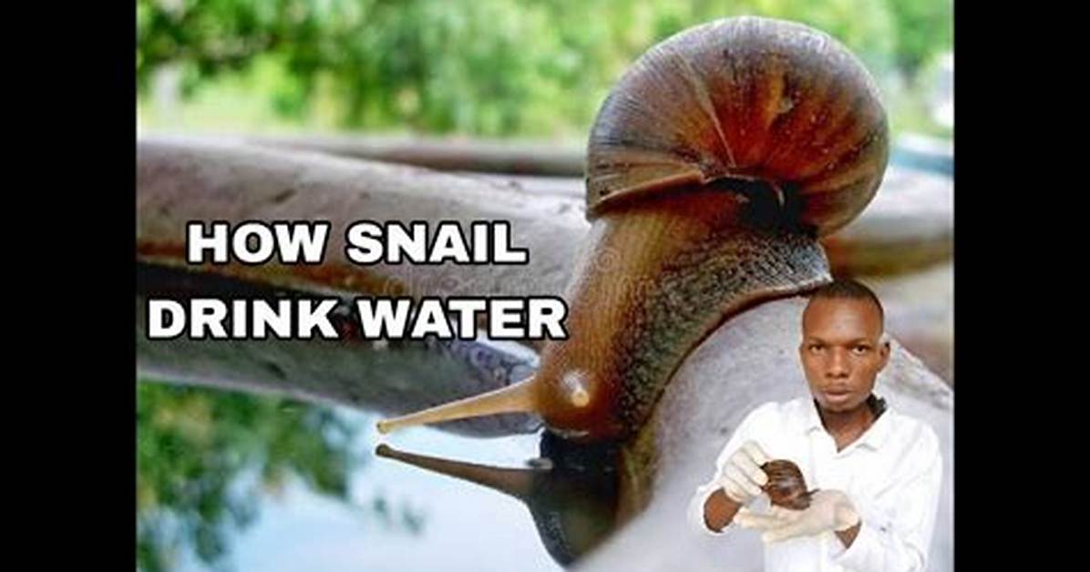 Can Snails Drink?