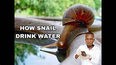 Can Snails Drink?