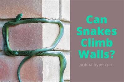 Can Snakes Chew Through Walls?