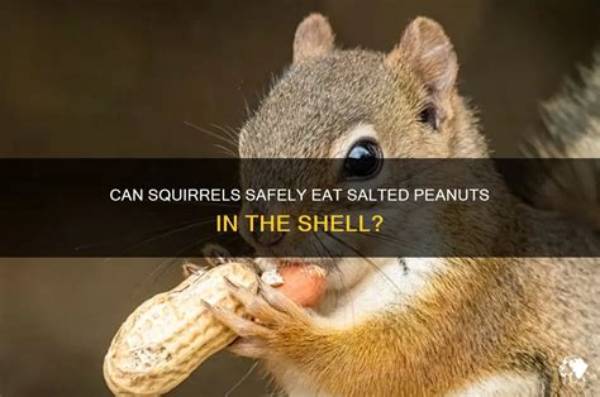 Can Squirrels Eat Whole Nuts in Shells?