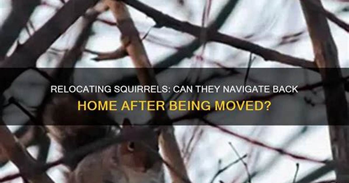 Can Squirrels Find Their Way Back?