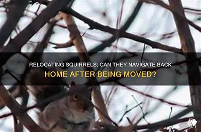 Can Squirrels Find Their Way Back?