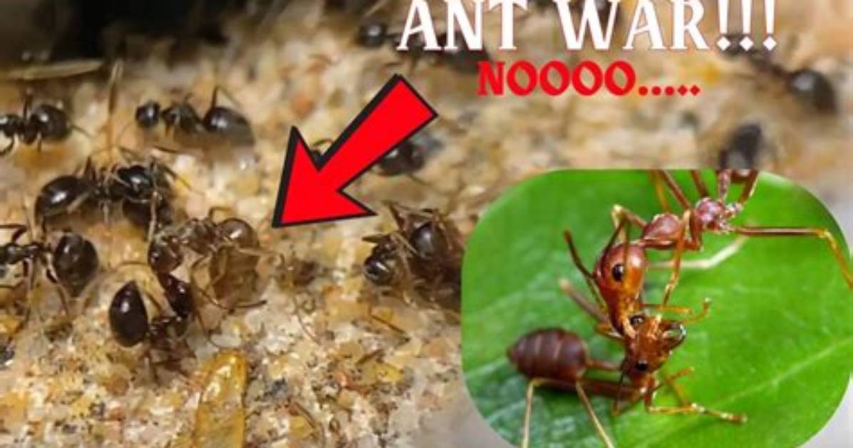 Can Two Ant Colonies Merge?