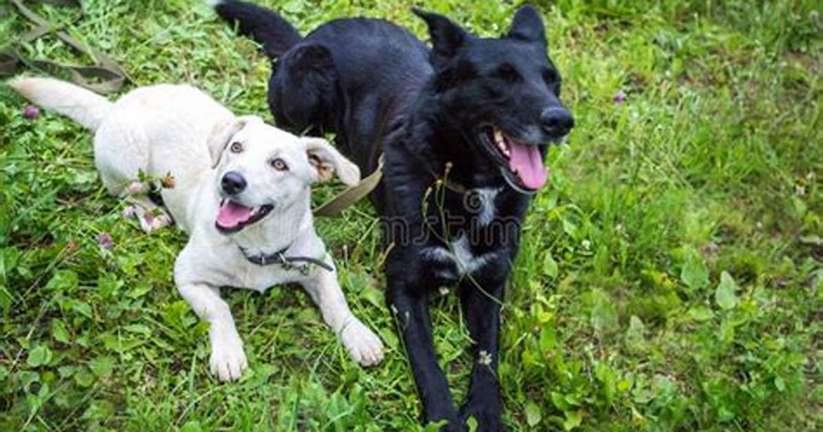 Can Two Black Dogs Have a White Puppy?