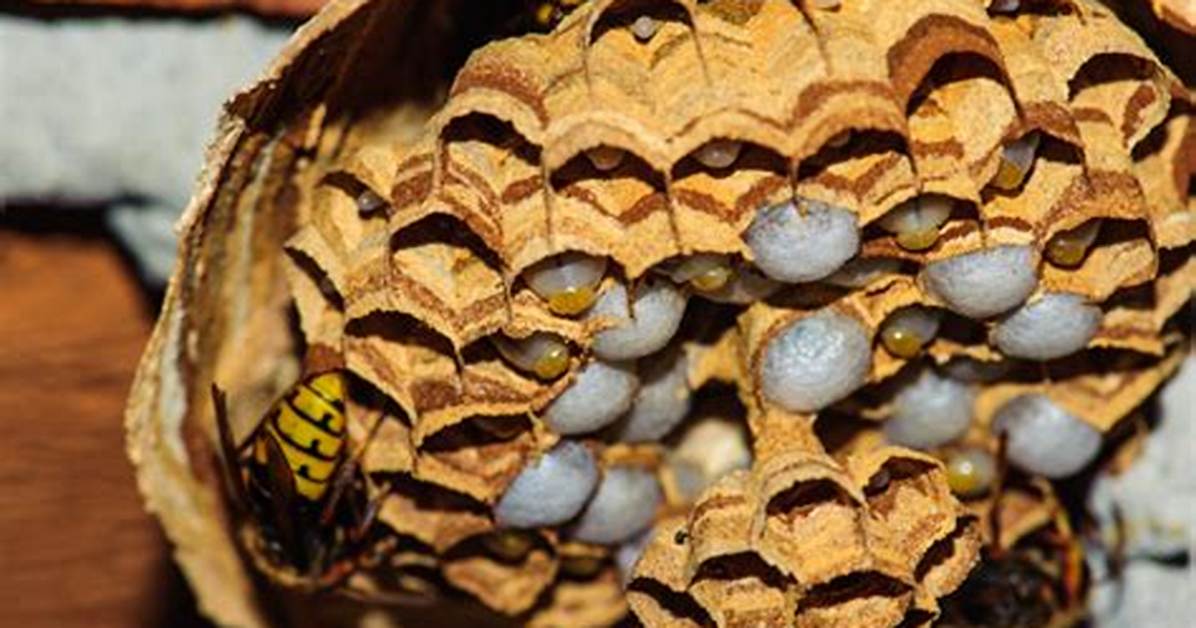 Can Wasps Build Nests in Walls?