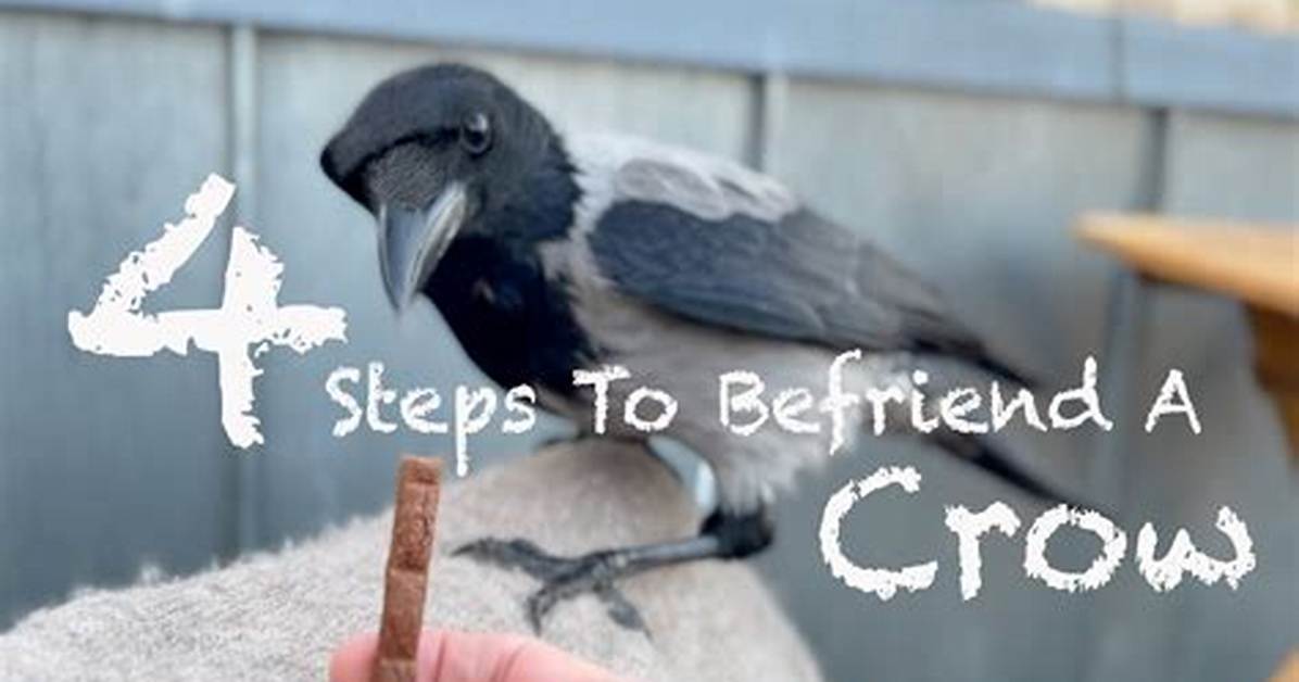 Can You Befriend a Crow?