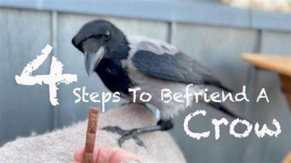 Can You Befriend a Crow?