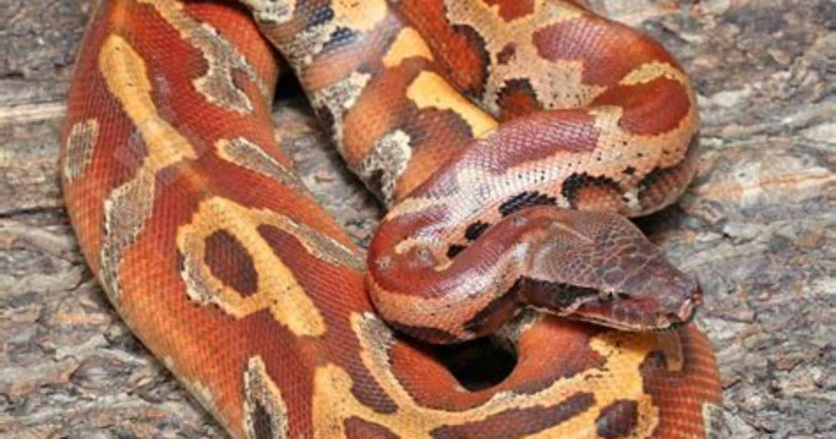 Can You Breed a Blood Python with a Ball Python?