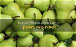 Can You Can Anjou Pears?