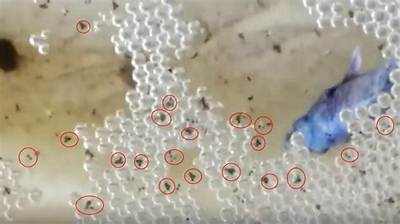 Can You Catch Fish with Eggs?