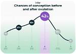Can You Conceive 2 Days After Ovulation?