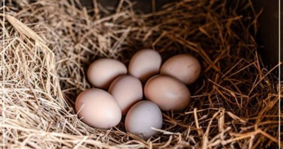 Can You Eat Eggs After Worming Chickens?