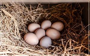 Can You Eat Eggs After Worming Chickens?