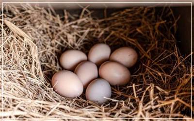 Can You Eat Eggs After Worming Chickens?