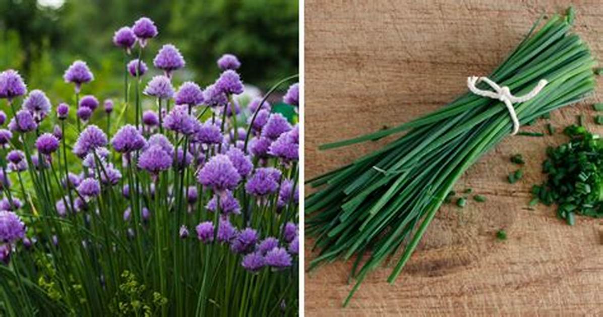 Can You Eat Ornamental Chives?