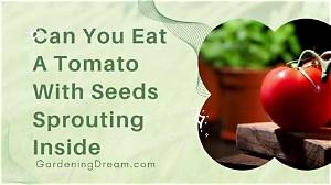Can You Eat Tomatoes If You Have Hemochromatosis?