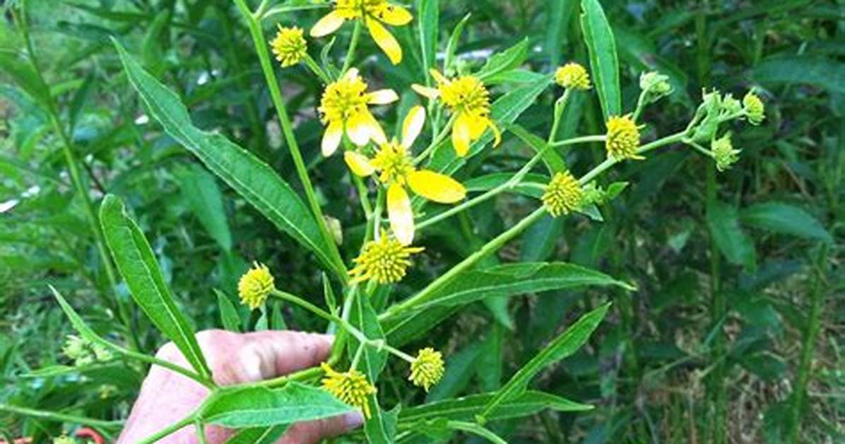 Can You Eat Wingstem?