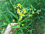 Can You Eat Wingstem?