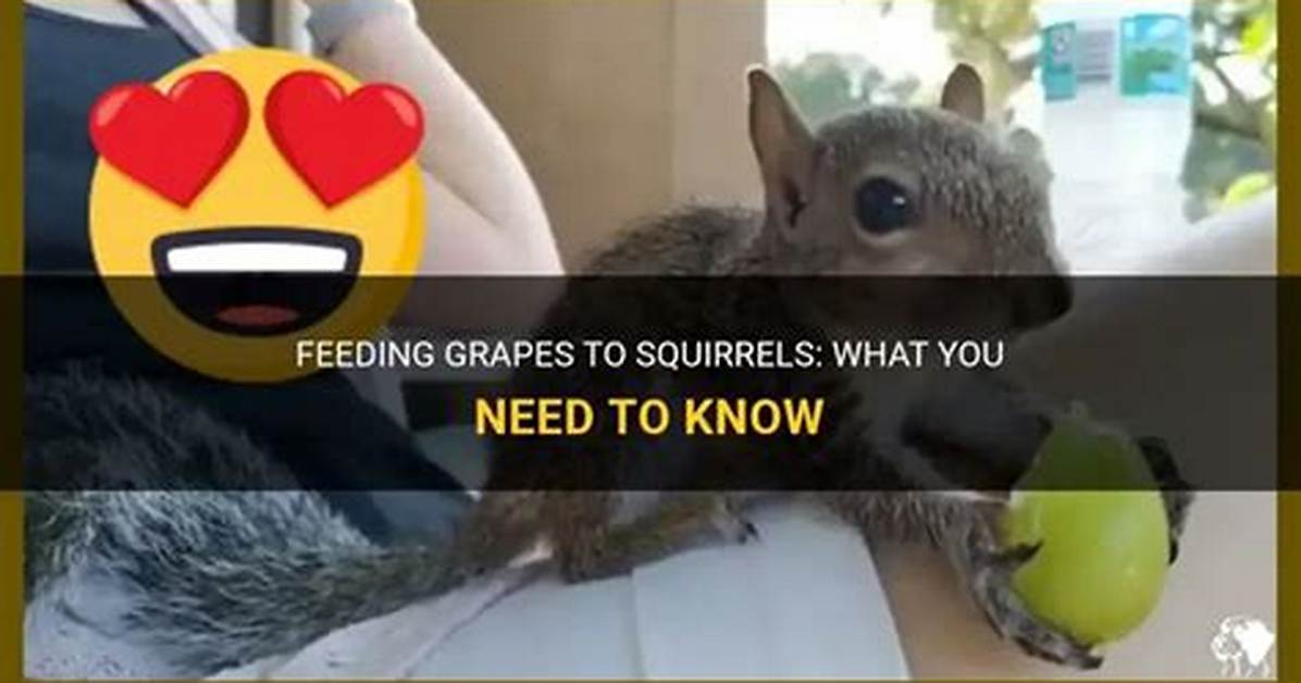 Can You Feed a Squirrel Grapes?