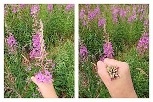 Can You Freeze Fireweed Blossoms?