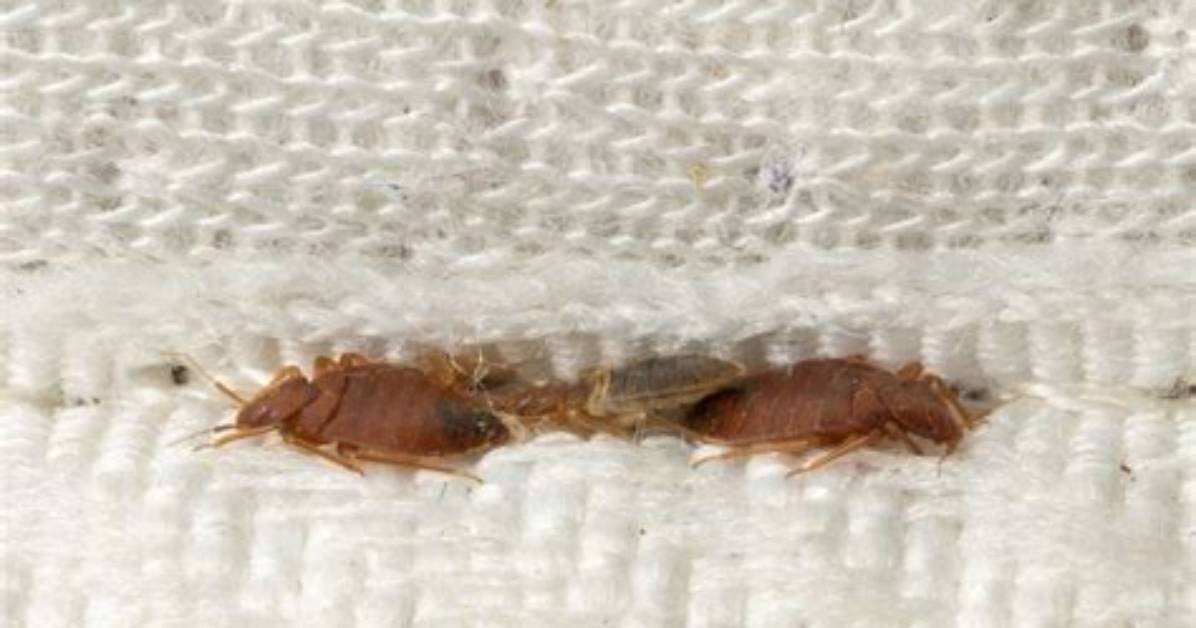 Can You Get Bed Bugs from Moving Vans?