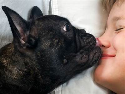 Can You Get Sick from Dog Licking Your Mouth?