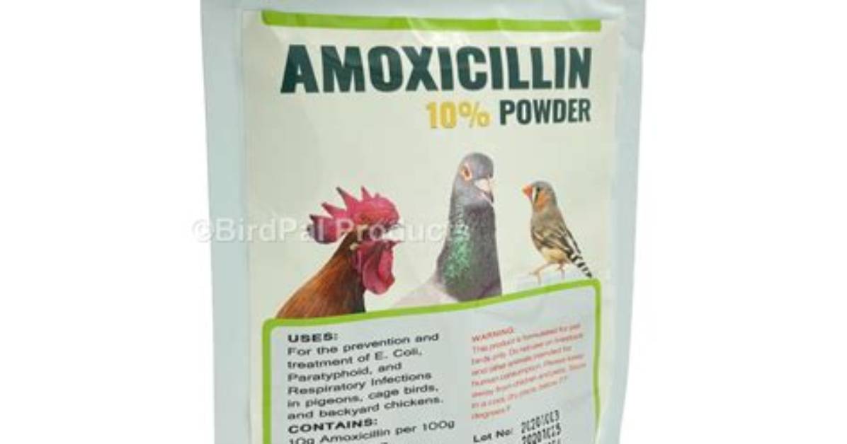 Can You Give Chickens Amoxicillin for Respiratory Infection?
