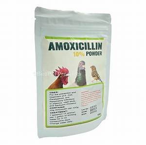 Can You Give Chickens Amoxicillin for Respiratory Infection?