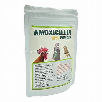 Can You Give Chickens Amoxicillin for Respiratory Infection?