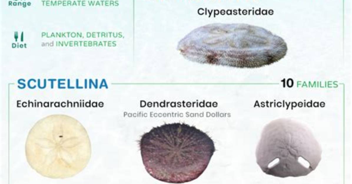 Can You Glue a Sand Dollar?