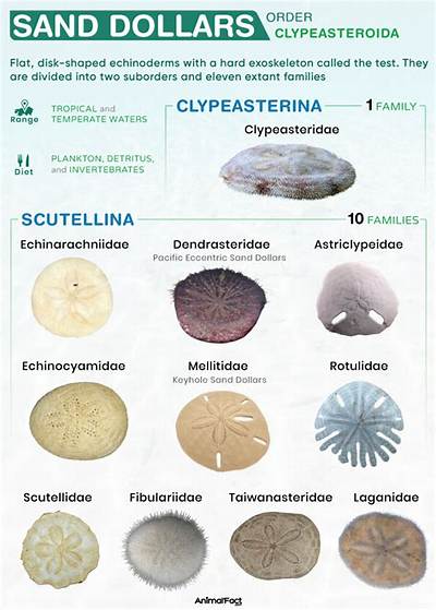 Can You Glue a Sand Dollar?