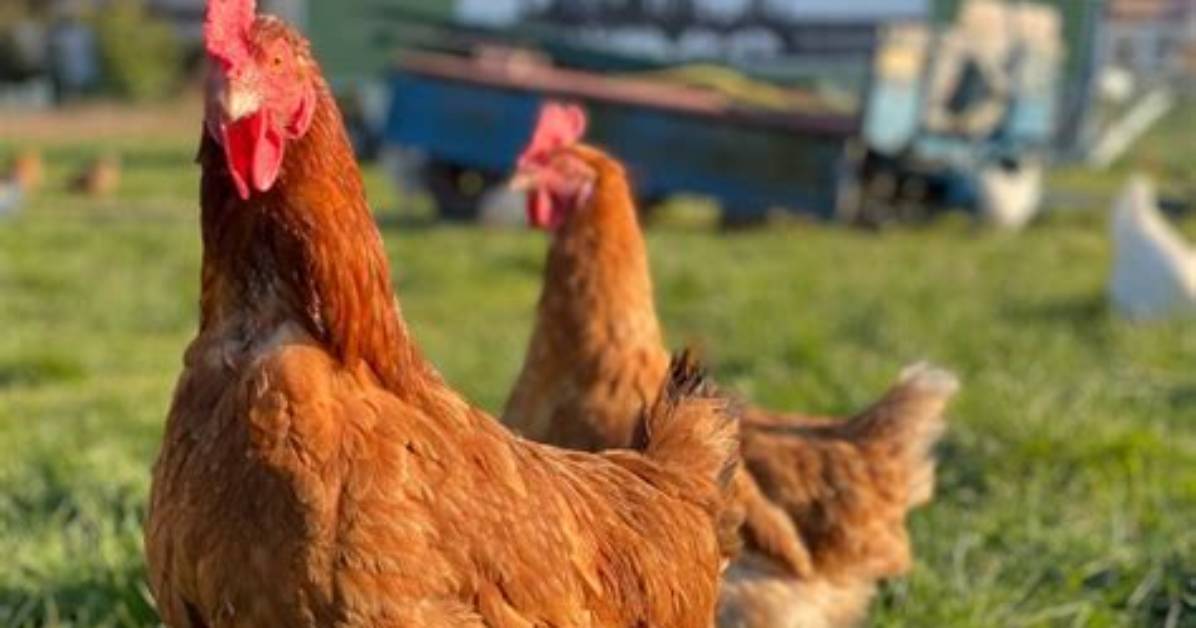 Can You Have Chickens in Shoreview Mn?
