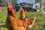Can You Have Chickens in Shoreview Mn?