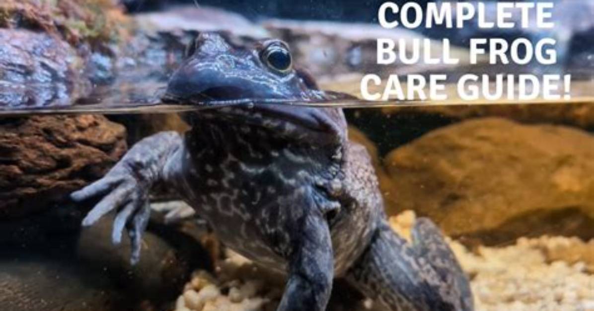 Can You Keep a Bullfrog as a Pet?
