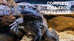 Can You Keep a Bullfrog as a Pet?