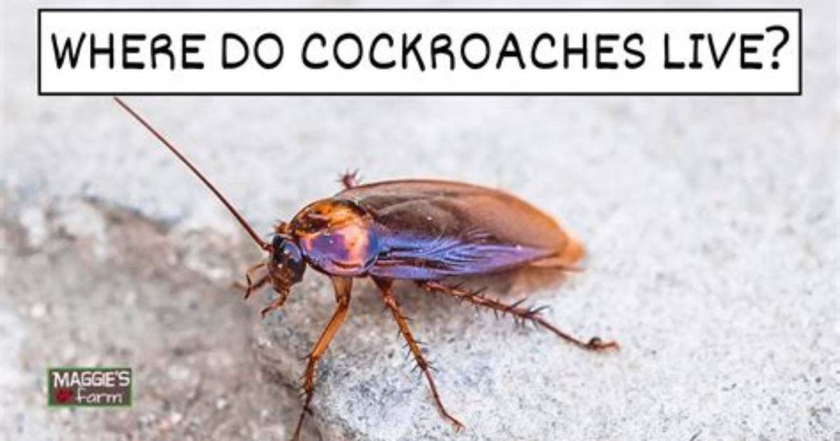 Can You Live with Cockroaches?