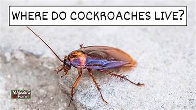 Can You Live with Cockroaches?