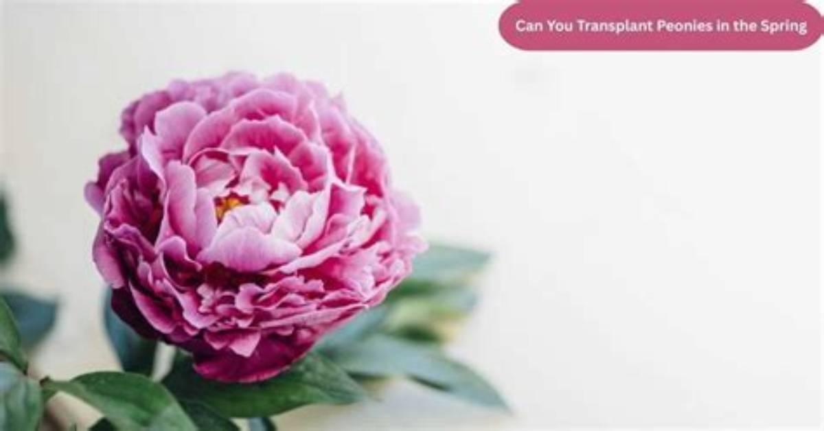 Can You Move a Peony?