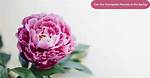 Can You Move a Peony?