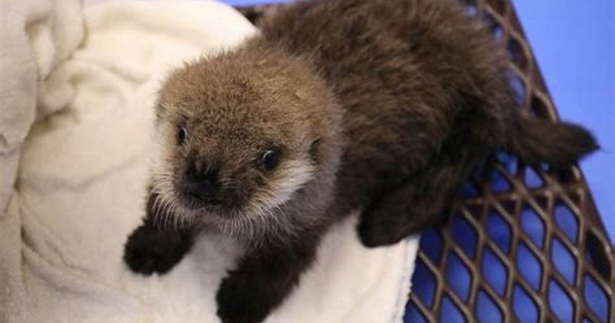 Can You Own a Sea Otter?